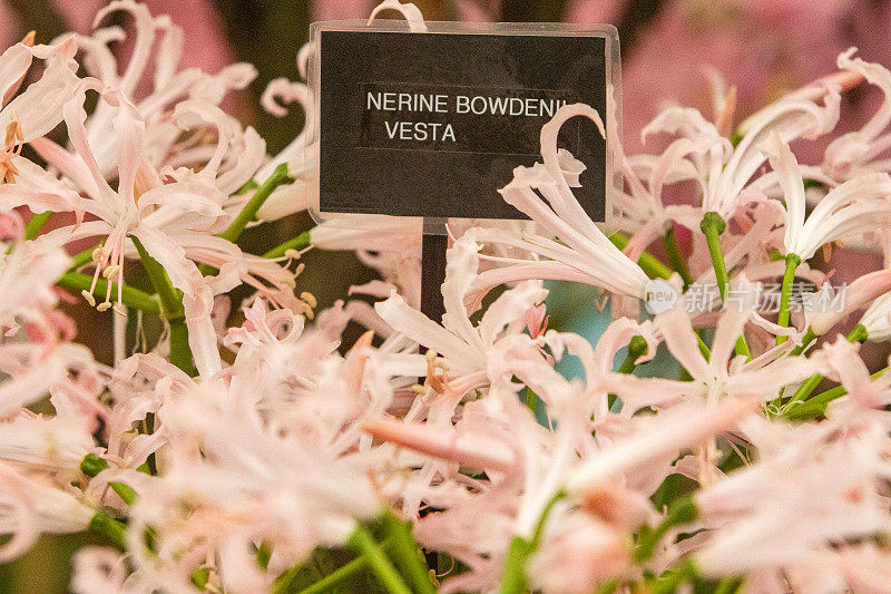 Nerine bowdenii 'Vesta'在英国伦敦